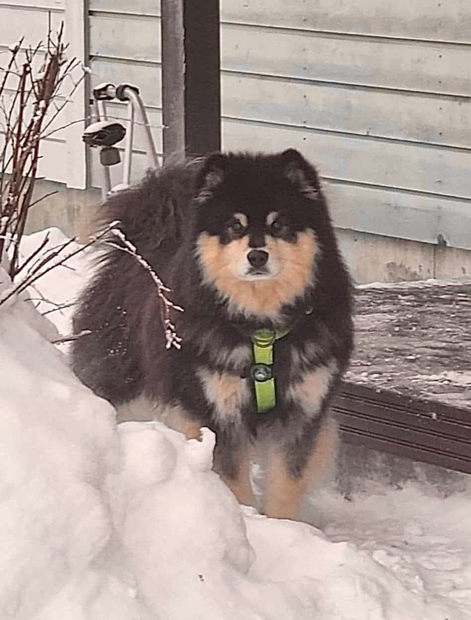 CH. Pakkaspeikon Paaru