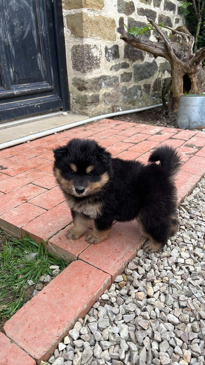 Landvaettir - Chiots disponibles - Chien finnois de Laponie