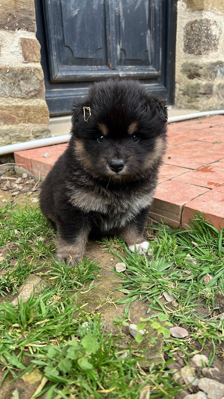 Landvaettir - Chiots disponibles - Chien finnois de Laponie