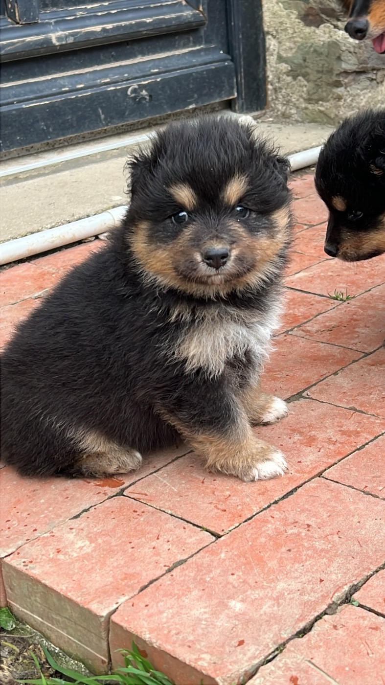 Landvaettir - Chiots disponibles - Chien finnois de Laponie