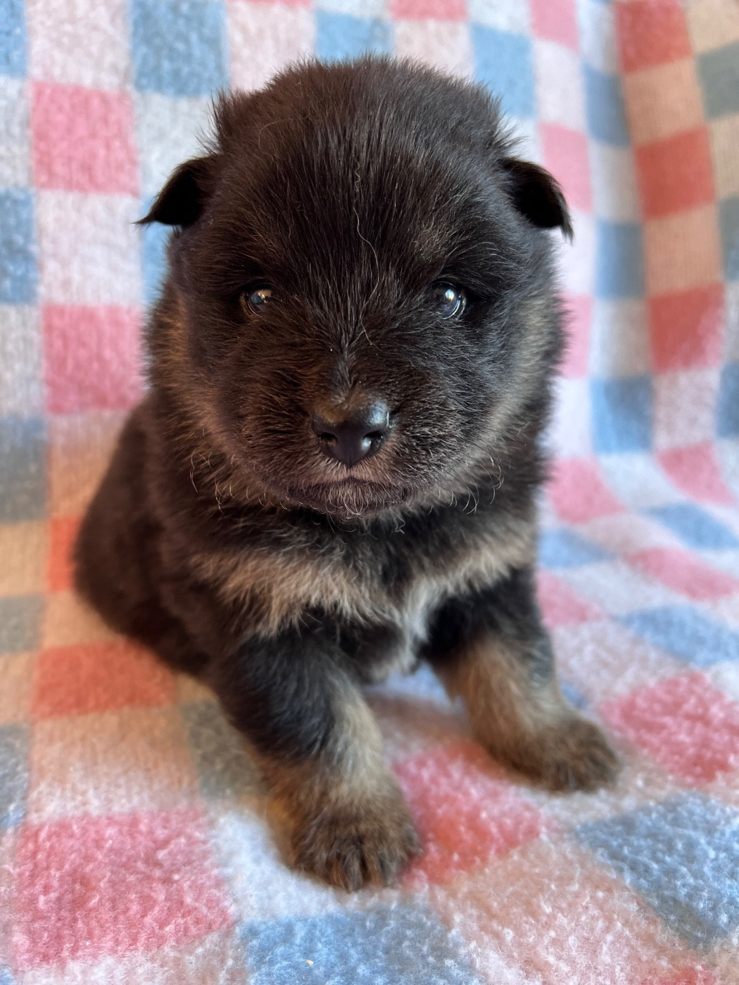 Landvaettir - Chiots disponibles - Chien finnois de Laponie