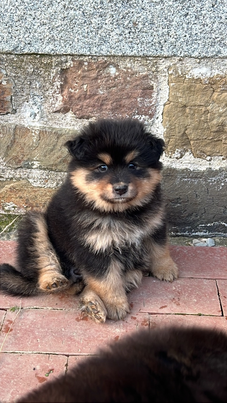 Landvaettir - Chiots disponibles - Chien finnois de Laponie