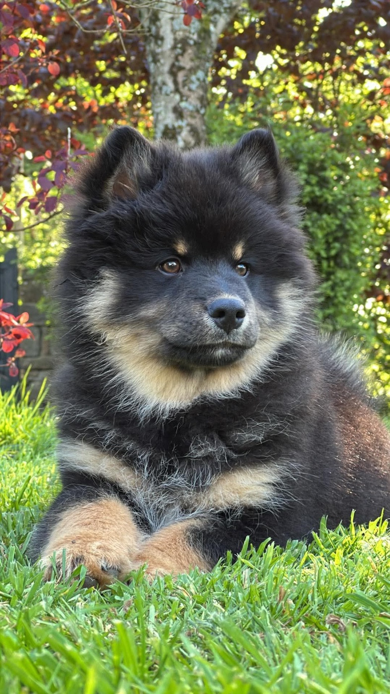 Landvaettir - Chiots disponibles - Chien finnois de Laponie
