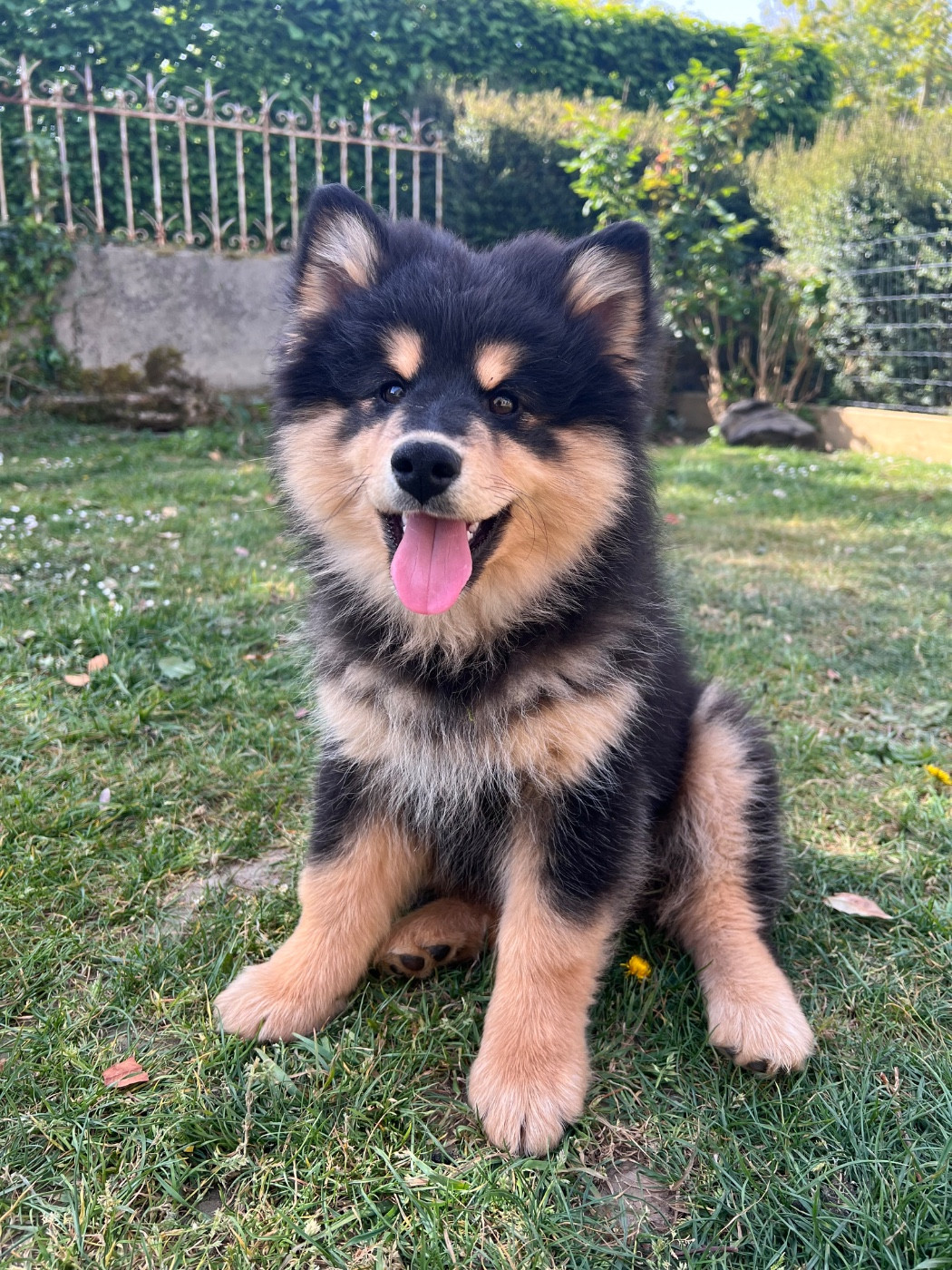 Landvaettir - Chiots disponibles - Chien finnois de Laponie
