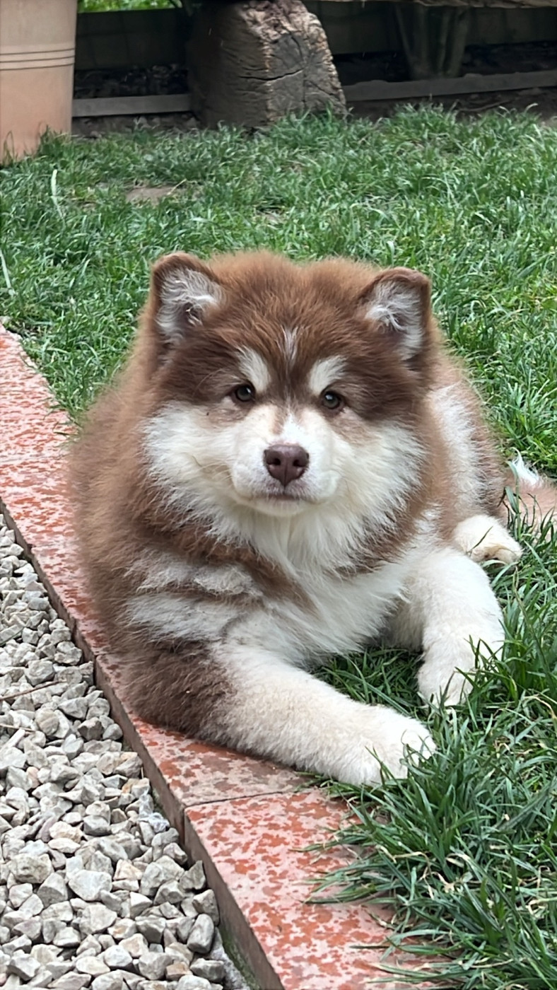 Landvaettir - Chiots disponibles - Chien finnois de Laponie
