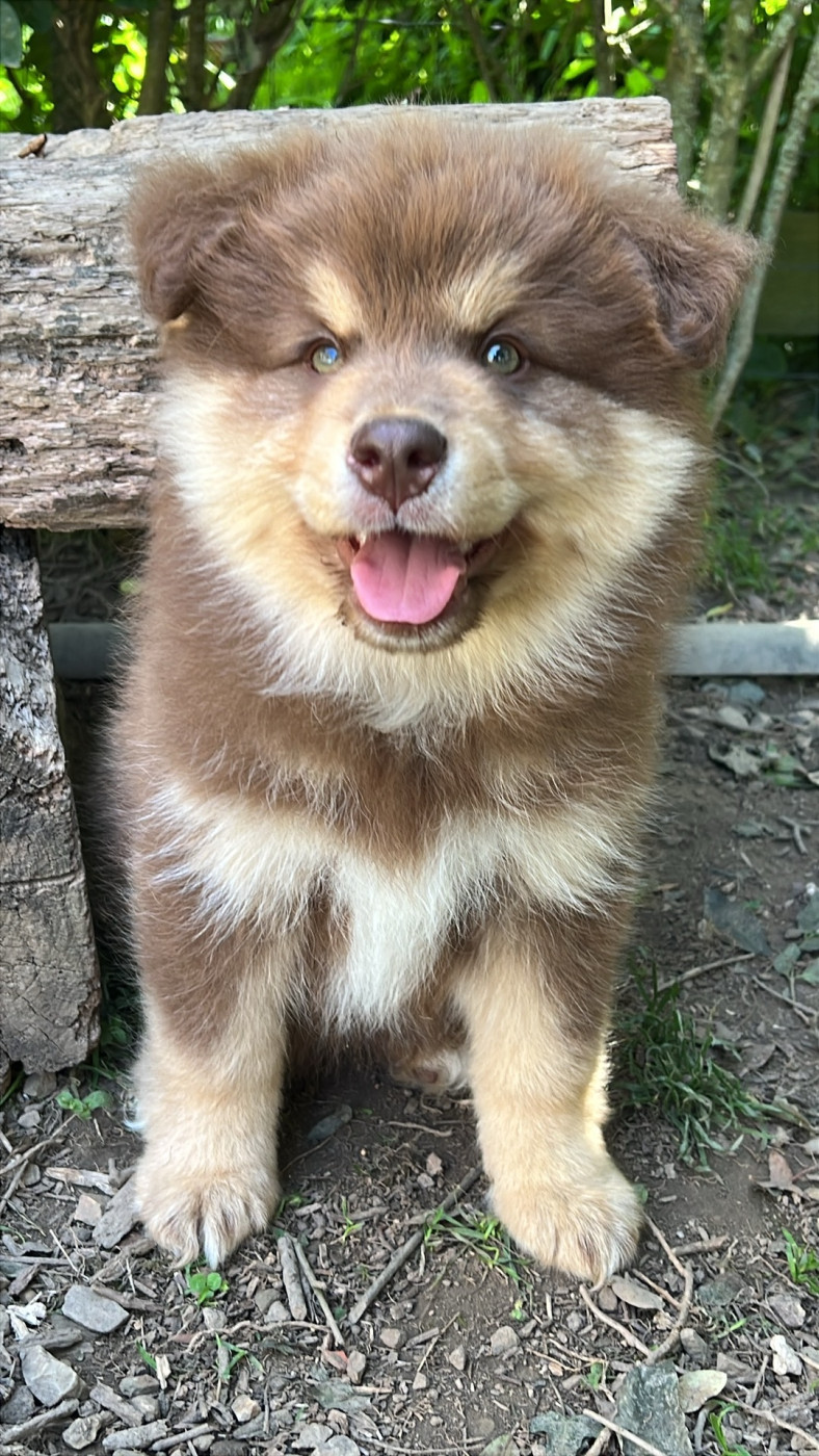 Landvaettir - Chiots disponibles - Chien finnois de Laponie