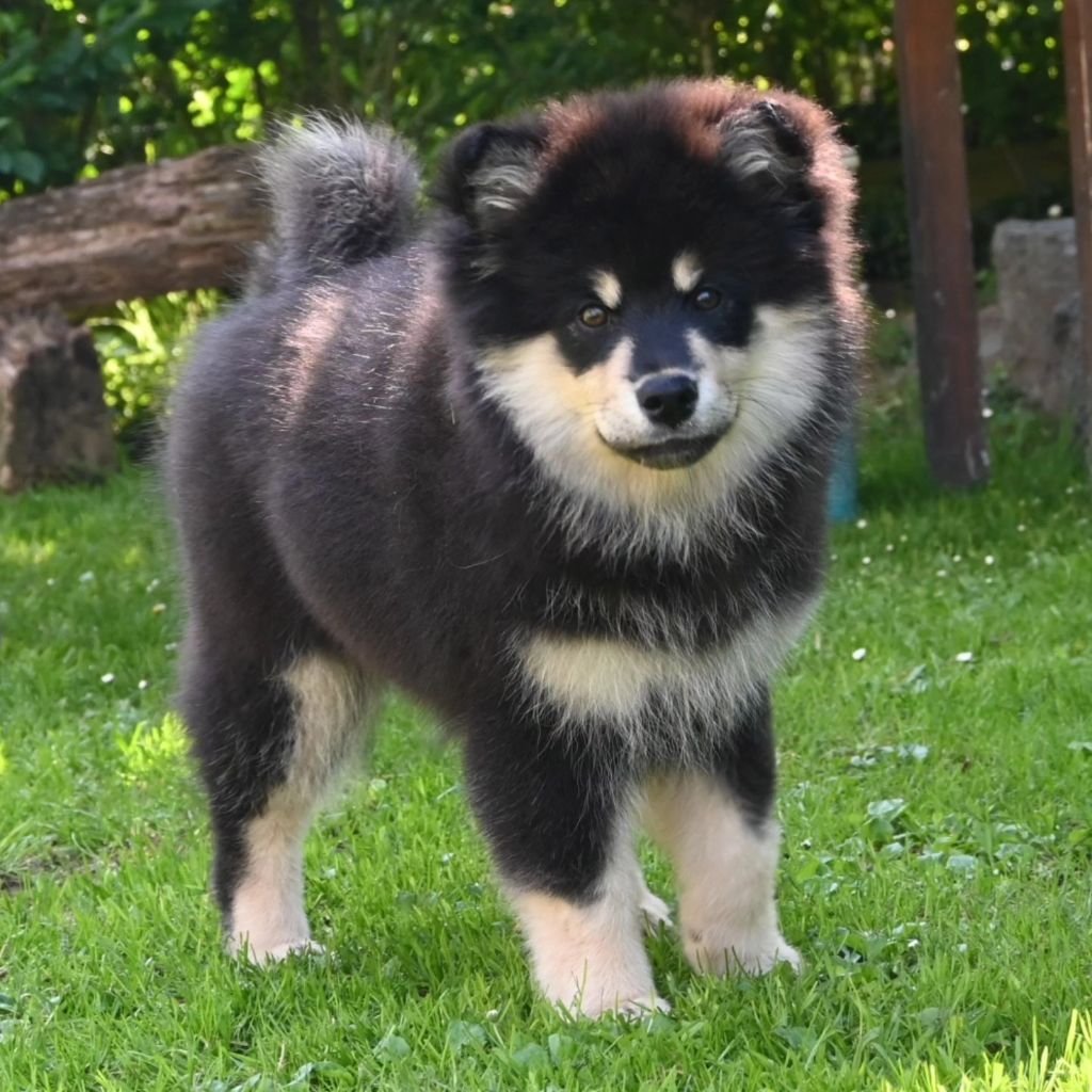Landvaettir - Chiots disponibles - Chien finnois de Laponie