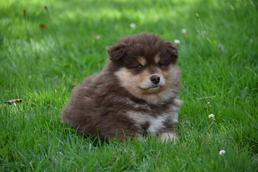 Landvaettir - Chien finnois de Laponie - Portée née le 21/06/2023